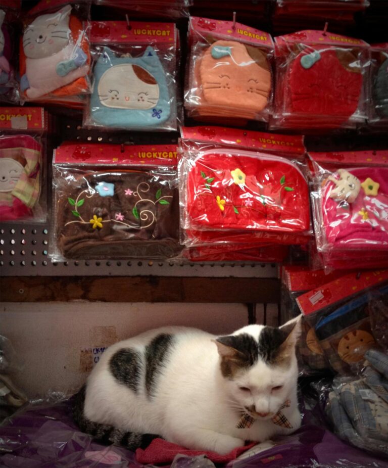 A cute white cat rests among colorful feline-themed merchandise in a store.