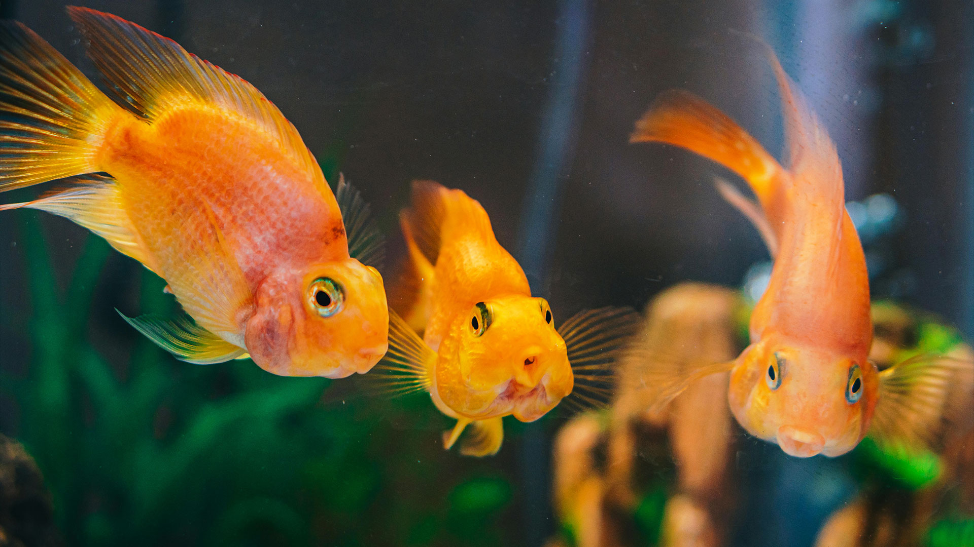 Phönix Tierbedarf Aquarienfische